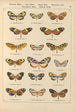 Exotic butterflies painting Pl028 - Otto Staudinger — artwork view