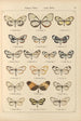 Exotic butterflies painting Pl029 - Otto Staudinger — artwork view