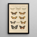 Exotic butterflies painting Pl030 - Otto Staudinger — framed artwork on a wall