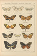 Exotic butterflies painting Pl030 - Otto Staudinger — artwork view