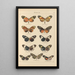Exotic butterflies painting Pl031 - Otto Staudinger — framed artwork on a wall