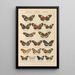 Exotic butterflies painting Pl032 - Otto Staudinger — framed artwork on a wall