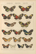 Exotic butterflies painting Pl032 - Otto Staudinger — artwork view