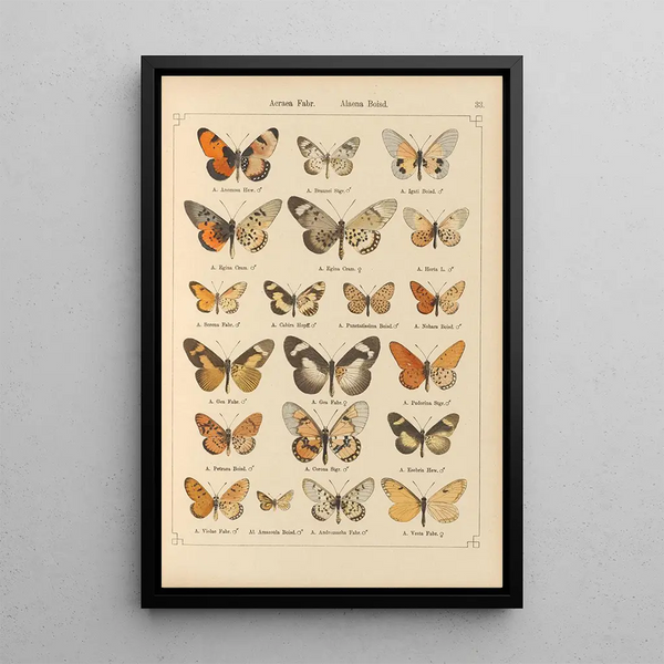 Exotic butterflies painting Pl033 - Otto Staudinger — framed artwork on a wall