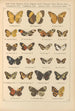 Exotic butterflies painting Pl036 - Otto Staudinger — artwork view