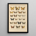 Exotic butterflies painting Pl036 - Otto Staudinger — framed artwork on a wall