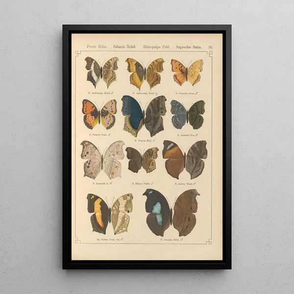 Exotic butterflies painting Pl038 - Otto Staudinger — framed artwork on a wall