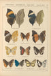 Exotic butterflies painting Pl039 - Otto Staudinger — artwork view