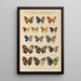 Exotic butterflies painting Pl041 - Otto Staudinger — framed artwork on a wall