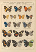 Exotic butterflies painting Pl041 - Otto Staudinger — artwork view