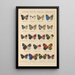 Exotic butterflies painting Pl042 - Otto Staudinger — framed artwork on a wall