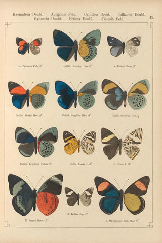 Otto Staudinger - Exotische schmetterlinge Pl043.webp