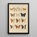 Exotic butterflies painting Pl045 - Otto Staudinger — framed artwork on a wall