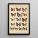 Exotic butterflies Pl050 - Otto Staudinger — framed artwork on a wall