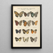 Exotic butterflies Pl052 - Otto Staudinger — framed artwork on a wall
