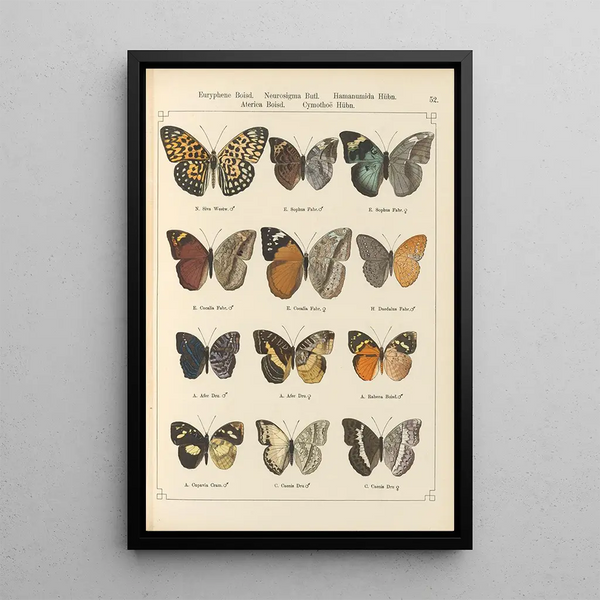 Exotic butterflies Pl052 - Otto Staudinger — framed artwork on a wall
