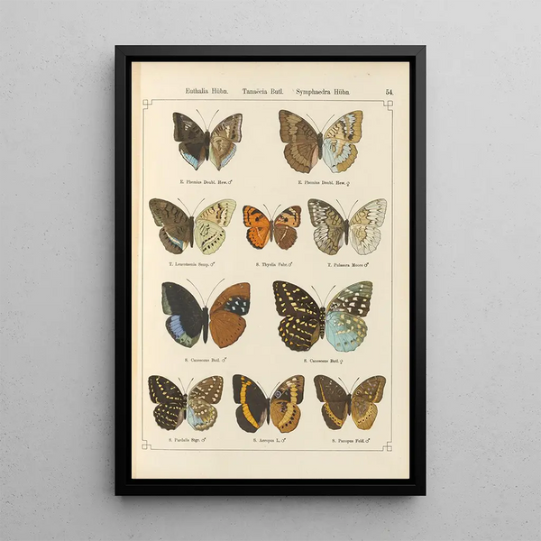 Exotic butterflies painting Pl054 - Otto Staudinger — framed artwork on a wall