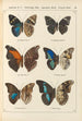 Exotic butterflies painting Pl056 - Otto Staudinger — artwork view