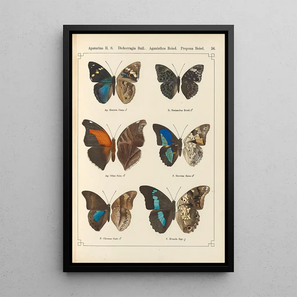 Exotic butterflies painting Pl056 - Otto Staudinger — framed artwork on a wall