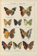 Exotic butterflies painting Pl058 - Otto Staudinger — artwork view
