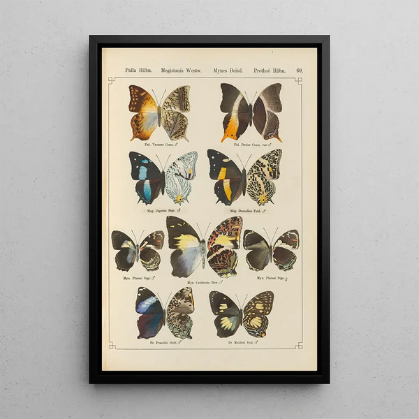 Exotic butterflies painting Pl060 - Otto Staudinger — framed artwork on a wall