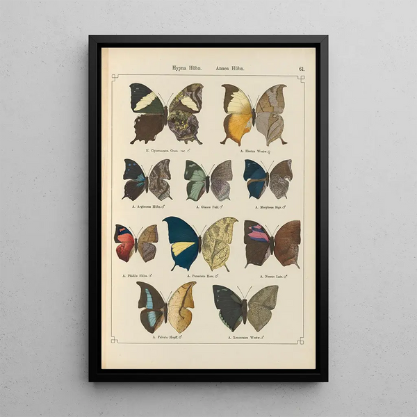 Exotic butterflies painting Pl061 - Otto Staudinger — framed artwork on a wall