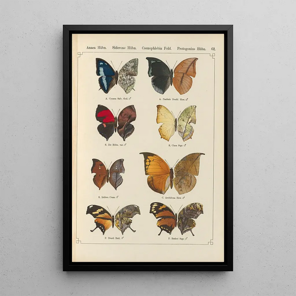 Exotic butterflies painting Pl062 - Otto Staudinger — framed artwork on a wall