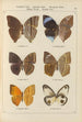 Exotic butterflies painting Pl063 - Otto Staudinger — artwork view