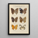 Exotic butterflies painting Pl063 - Otto Staudinger — framed artwork on a wall