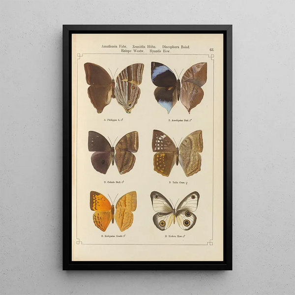 Exotic butterflies painting Pl063 - Otto Staudinger — framed artwork on a wall
