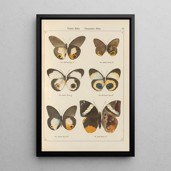 Exotic butterflies painting Pl064 - Otto Staudinger — framed artwork on a wall