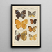 Exotic butterflies painting Pl065 - Otto Staudinger — framed artwork on a wall