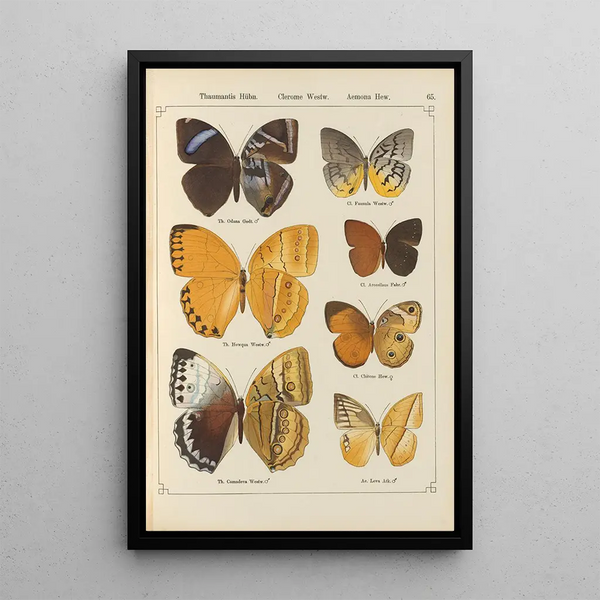 Exotic butterflies painting Pl065 - Otto Staudinger — framed artwork on a wall