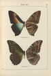 Exotic butterflies painting Pl066 - Otto Staudinger — artwork view
