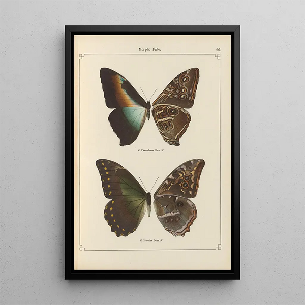 Exotic butterflies painting Pl066 - Otto Staudinger — framed artwork on a wall