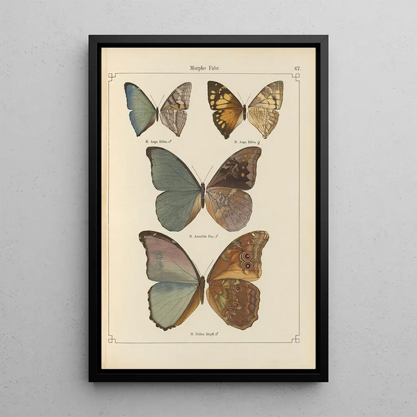 Exotic butterflies painting Pl067 - Otto Staudinger — framed artwork on a wall