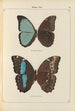 Exotic butterflies painting Pl068 - Otto Staudinger — artwork view