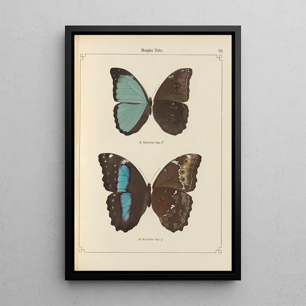 Exotic butterflies painting Pl068 - Otto Staudinger — framed artwork on a wall