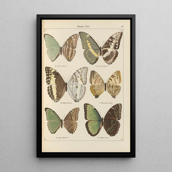 Exotic butterflies painting Pl069 - Otto Staudinger — framed artwork on a wall
