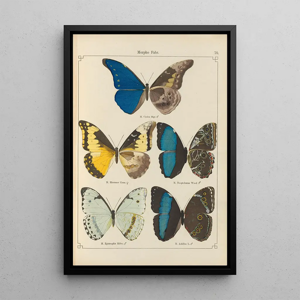 Exotic butterflies painting Pl070 - Otto Staudinger — framed artwork on a wall