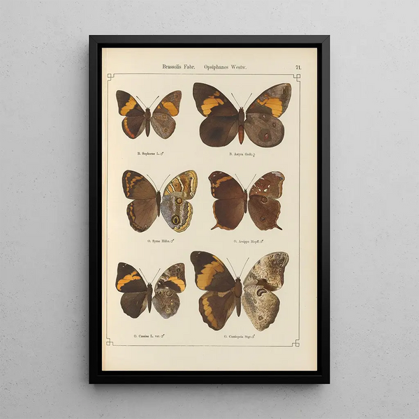 Exotic butterflies painting Pl071 - Otto Staudinger — framed artwork on a wall