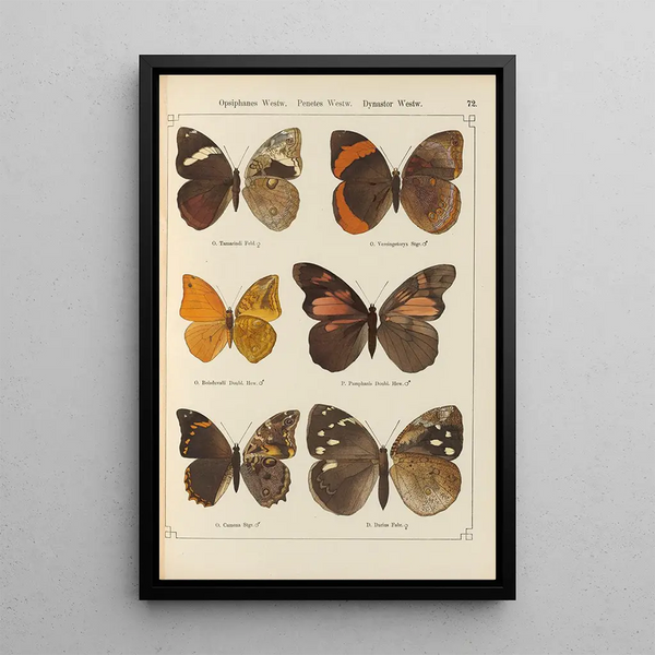 Exotic butterflies painting Pl072 - Otto Staudinger — framed artwork on a wall