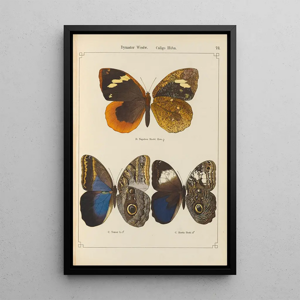 Exotic butterflies painting Pl073 - Otto Staudinger — framed artwork on a wall