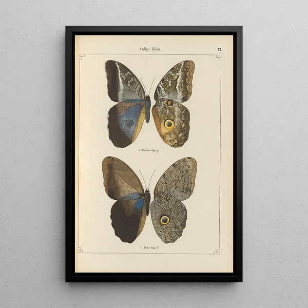 Exotic butterflies painting Pl074 - Otto Staudinger — framed artwork on a wall