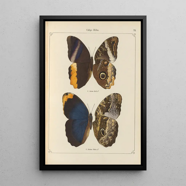 Exotic butterflies painting Pl075 - Otto Staudinger — framed artwork on a wall