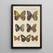 Exotic butterflies painting Pl076 - Otto Staudinger — framed artwork on a wall