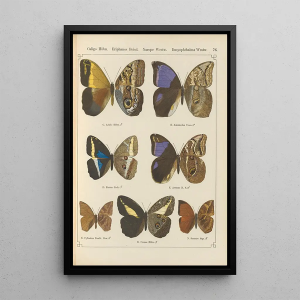 Exotic butterflies painting Pl076 - Otto Staudinger — framed artwork on a wall