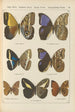 Exotic butterflies painting Pl076 - Otto Staudinger — artwork view