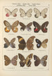 Exotic butterflies painting Pl077 - Otto Staudinger — artwork view