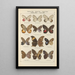 Exotic butterflies painting Pl077 - Otto Staudinger — framed artwork on a wall